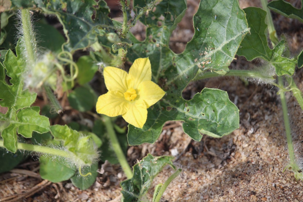 Citrullus lanatus (Thunb.) Matsum. & Nakai